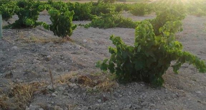UPA CLM alerta de que en la comarca de Hellín una plaga se come las raíces del viñedo