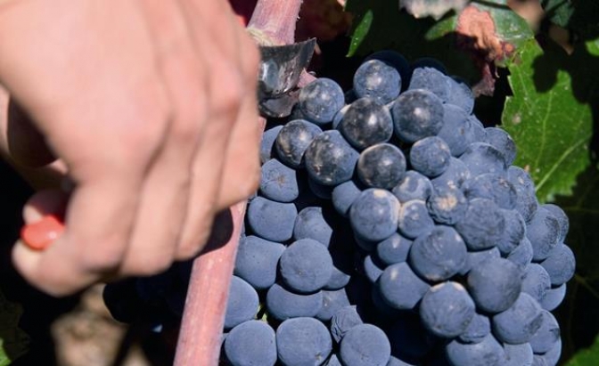 La calidad de la uva en la vendimia de la DO Manchuela augura grandes vinos este año 2016