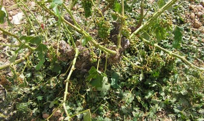 Termina el periodo de contratación de los seguros de cultivos herbáceos extensivos y de uva de vinificación