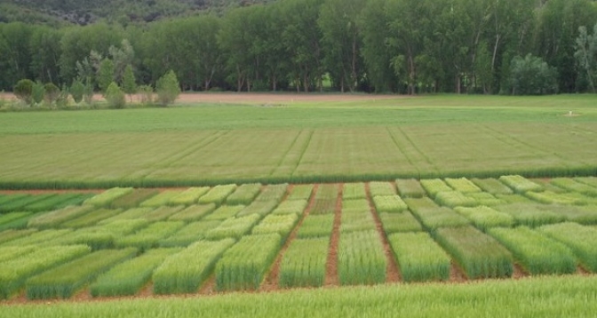 Casi 26.000 agricultores y ganaderos de Albacete han solicitado las ayudas del pago único