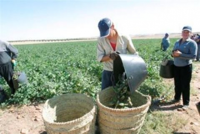 Castilla-La Mancha afronta una vendimia muy planificada este año 2017