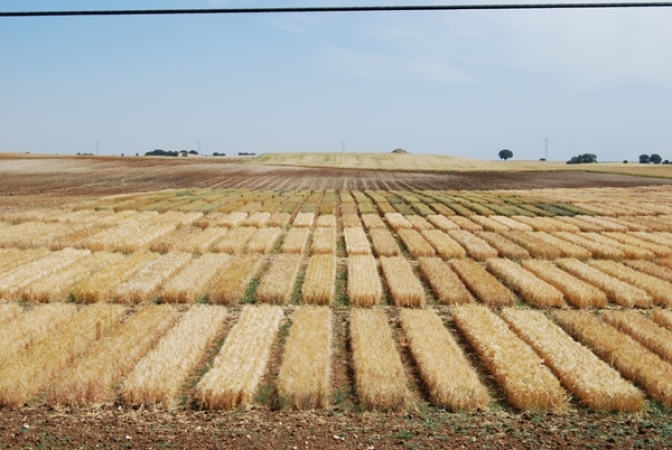 Agricultura ha concedido 364 autorizaciones para descaste de conejos