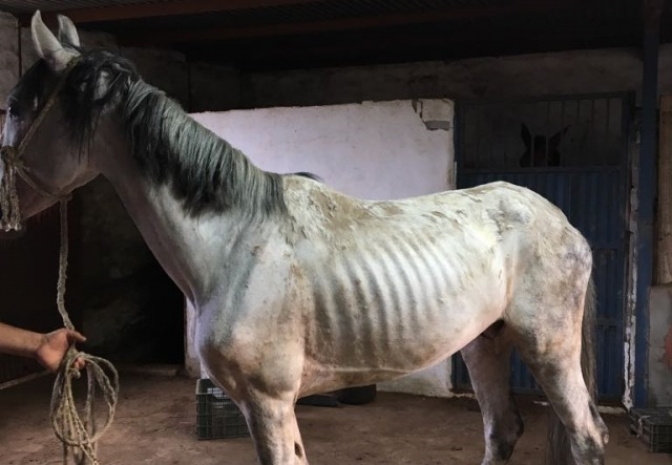 La Policía Nacional rescata a cuatro caballos deshidratados y desnutridos