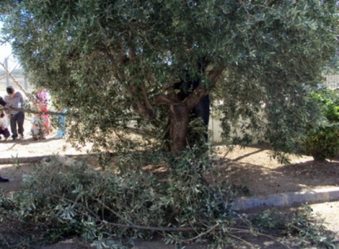 Los olivareros ecológicos de la región no tendrán que comercializar el 20% de su producción para cobrar ayudas