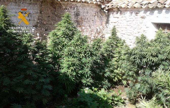 La Guardia Civil de Albacete incauta 1.700 kilos de cannabis en casi toda la provincia