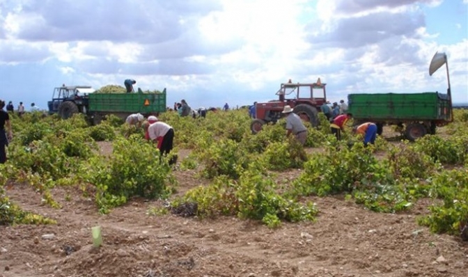 Hacienda reduce los módulos para explotaciones agrícolas y ganaderas con circunstancias especiales