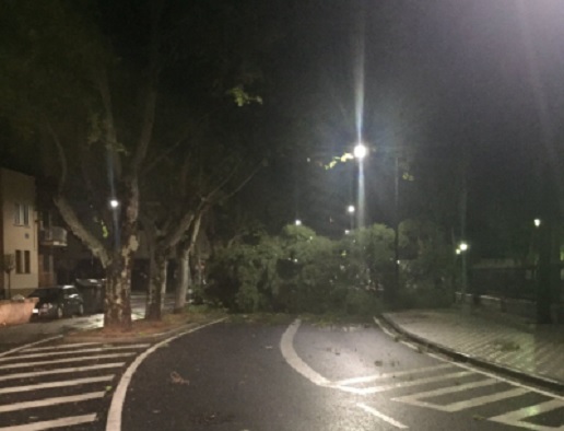 El viento derriba un árbol del parque Abelardo Sánchez y corta el Paseo Simón Abril, en Albacete