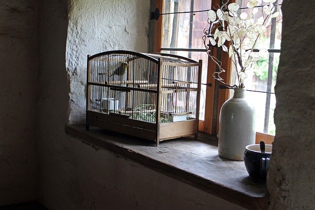 ¿Qué aves puedo tener en casa?