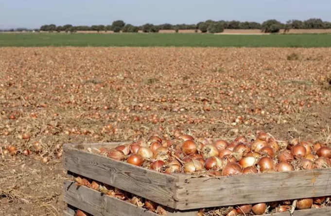 Mercadona prevé comprar 85.000 toneladas de cebollas nacionales, algunas de Minaya (Albacete), para la campaña de 2020