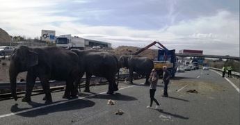 El vuelco de un camión en la A-30, en Pozo Cañada (Albacete), provoca la muerte de un elefante y heridas a otros dos