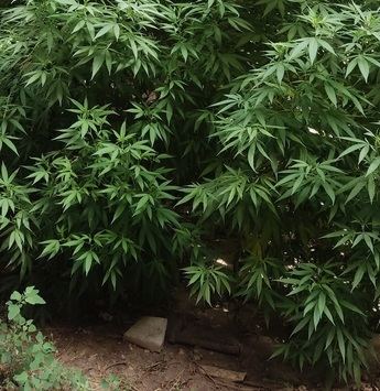 Piden dos años de prisión para dos personas que transportaban 200 gramos de cannabis en Santa Cruz de Mudela