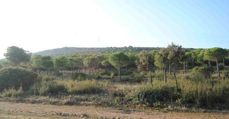 La Policía Nacional localiza a un joven desaparecido en la Dehesa Boyal de Puertollano