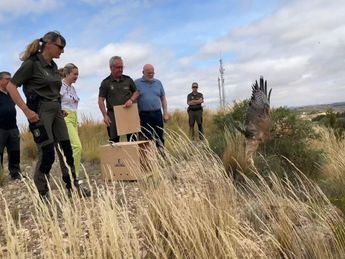 Un ejemplar de águila perdicera regresa a la naturaleza en Albacete tras recuperarse de una fractura de húmero
