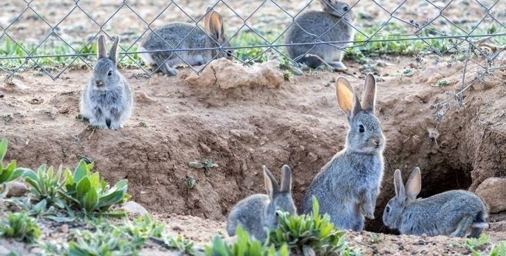 Asaja C-LM hará movilizaciones si sobrepoblación de conejos no se resuelve en marzo: 'Si son violentas, serán violentas'