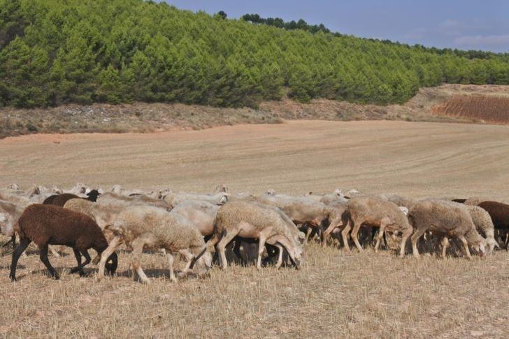Fresdena (Asaja) ve prematuro flexibilizar las medidas por la viruela ovina: 'Se podía haber aguantado una semana más'