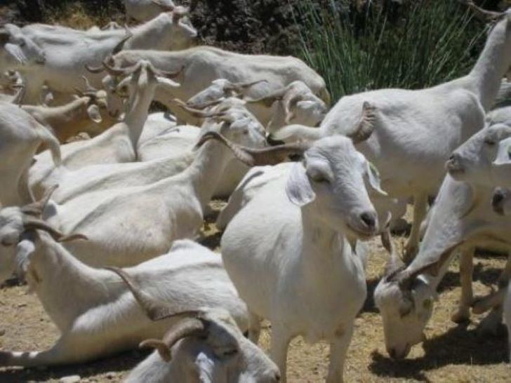 Ganaderos de C-LM podrán recibir hasta 1.500 euros en caprino y 2.000 en vacuno por daños sufridos por aves necrófagas