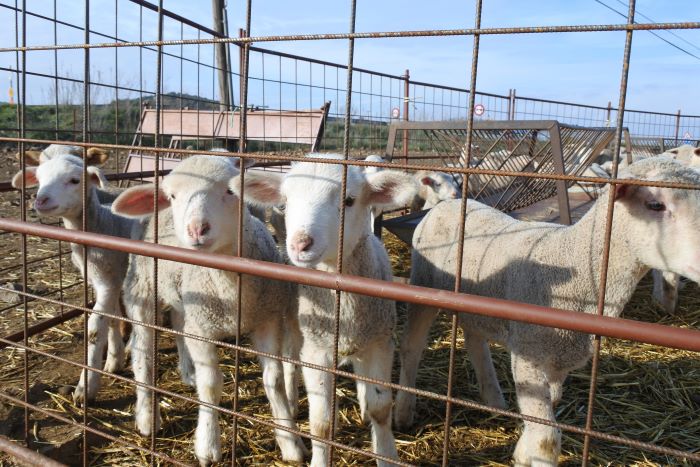 C-LM flexibiliza restricción a ovino y caprino por viruela y permite salidas a mataderos de otras CCAA y pastos cercanos