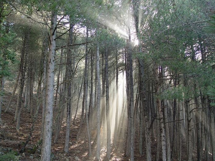 Actividades familiares y rutas por los espacios naturales de C-LM conmemorarán el Día de los Bosques en la región