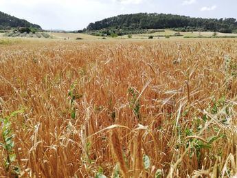 El consejero de Agricultura pide ser 'extremadamente prudente' en el medio rural y el campo ante la ola de calor