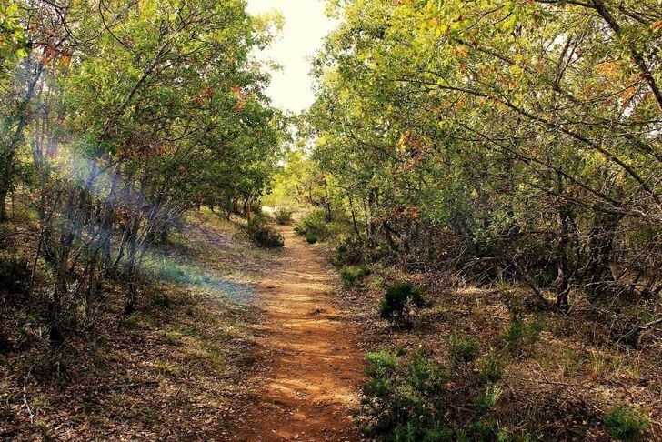 Las masas forestales de C-LM recibirán 50 millones en 2024 para mejorar en conservación y prevenir los incendios