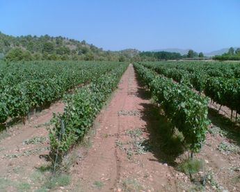 Un total de 123 temporeros senegaleses formados recalan en Albacete con el programa ministerial de migración circular