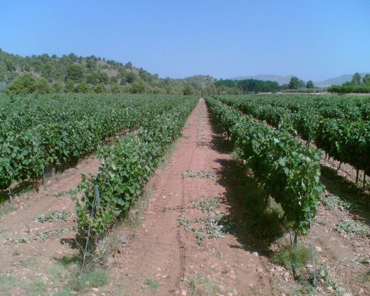 Un total de 123 temporeros senegaleses formados recalan en Albacete con el programa ministerial de migración circular
