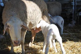 Agricultores y ganaderos de CLM percibirán desde el lunes cerca de 300 millones de euros en pagos anticipados de la PAC