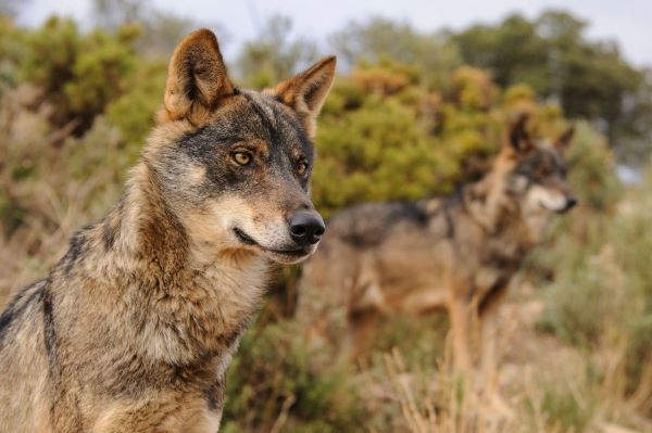 C-LM modifica las bases de las ayudas por daños de ataque de lobo al ganado para incluir la posible financiación estatal