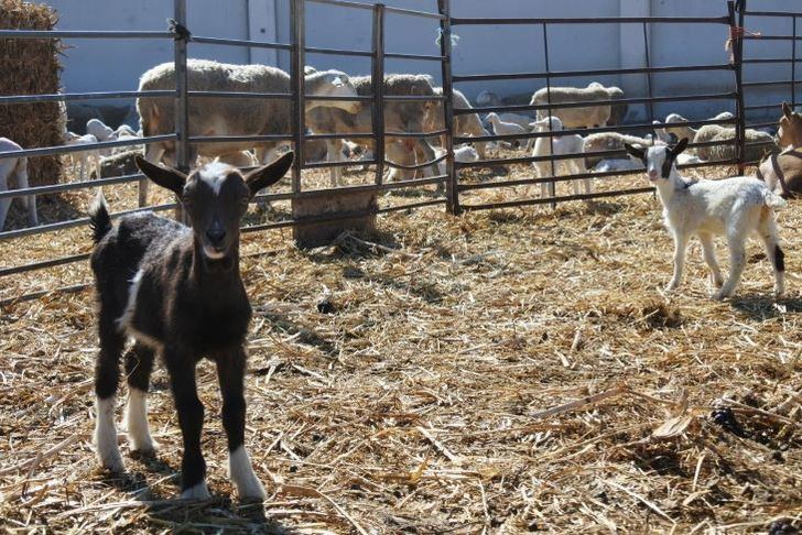 C-LM deroga los requerimientos para los mataderos al decaer la vigilancia por viruela ovina y caprina