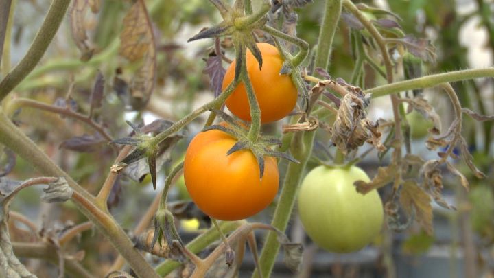 'Tomafrán', tomate y azafrán se dan la mano en un híbrido genético nacido en UCLM con aplicaciones en alzheimer o glioma