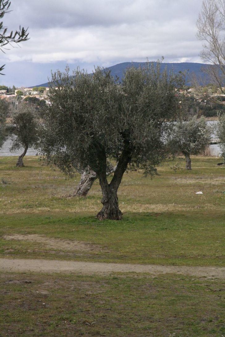 C-LM recuperará su Ley de la Viña y el Vino el próximo 28 de julio tras su aprobación en las Cortes