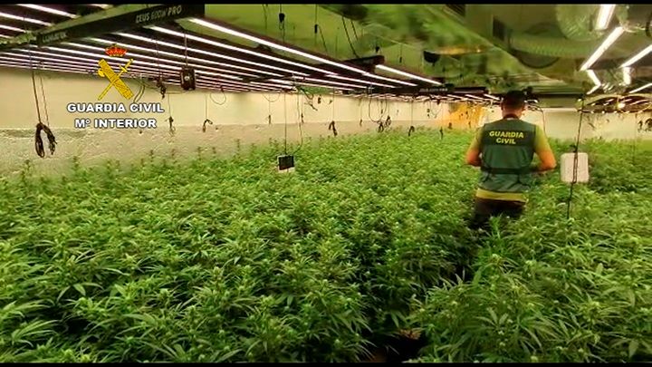 Una operación antidroga en Hormigos se salda con 19 detenidos y 10.000 plantas de marihuana intervenidas