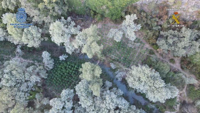 Desmantelada una plantación con 5.000 plantas de marihuana en Cuenca en una operación con tres detenidos