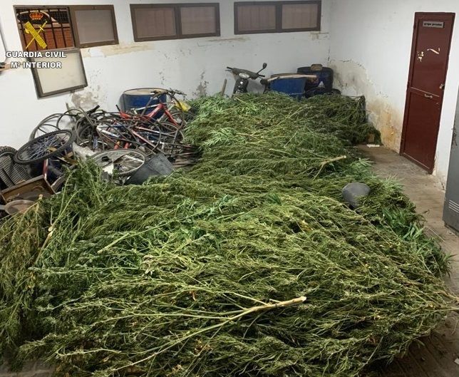 Dos detenidos y 50 plantas de marihuana incautadas en varias parcelas rústicas de La Solana (Ciudad Real)