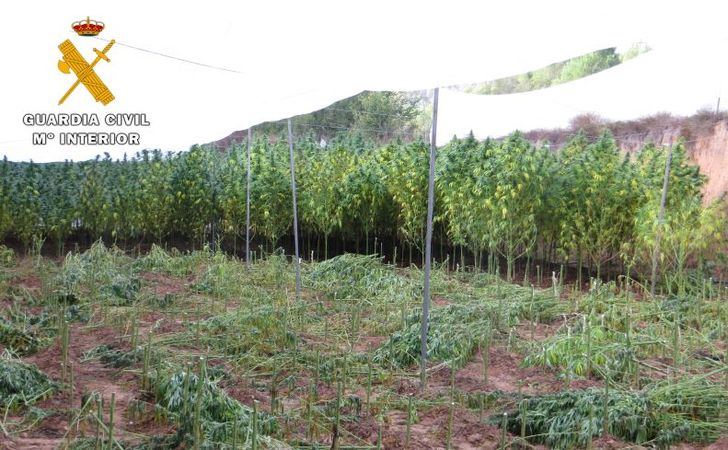 La Guardia Civil se incauta de 706 kilos de marihuana en las Hoces de río Cabriel, que habrían dado 200.000 dosis