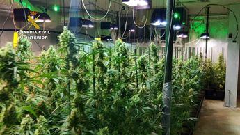 La Guardia Civil desmantela dos plantaciones indoor de marihuana en El Casar e incauta cerca de 1.300 plantas