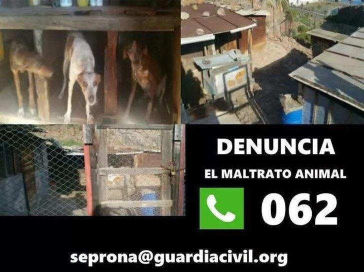 Detenido un vecino de Albacete por un delito de maltrato animal tras dar muerte de forma violenta a un perro