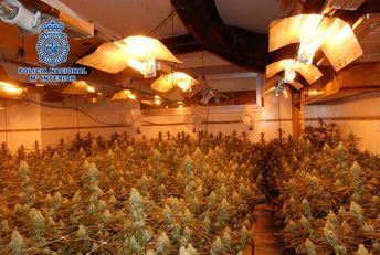 Un detenido y desmantelado un cultivo de marihuana en Cuenca compuesto por más de 600 plantas de cannabis