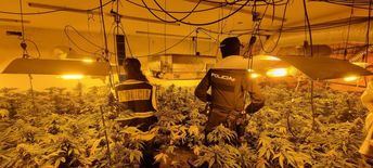 Desmantelan dos cultivos 'indoor' en Galápagos y El Casar (Guadalajara) con 1.261 plantas de marihuana
