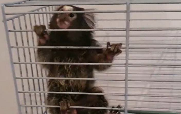 Detenido en Puente de Vallecas por tener en su domicilio un mono tití, trasladado a Casarrubios del Monte