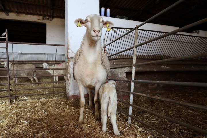 Agricultura detecta focos de enfermedad hemorrágica epizoótica en San Martín de Montalbán y Villapalacios