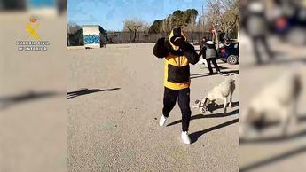 Detenidos por soltar perros de raza galgo con la intención de cazar gatos en un parque de La Roda (Albacete)