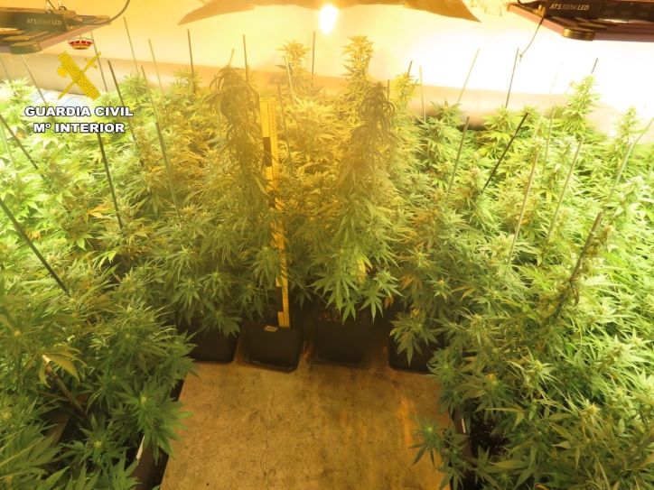 Detenido en Isso por cultivar 590 plantas de marihuana en el interior de una vivienda