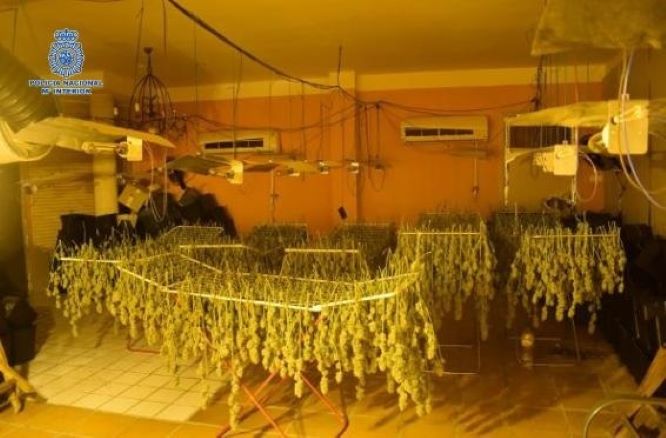 Desmantelan cuatro plantaciones de marihuana, detienen a 12 personas y decomisan 915 plantas en Ciudad Real