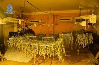 Desmantelan cuatro plantaciones de marihuana, detienen a 12 personas y decomisan 915 plantas en Ciudad Real