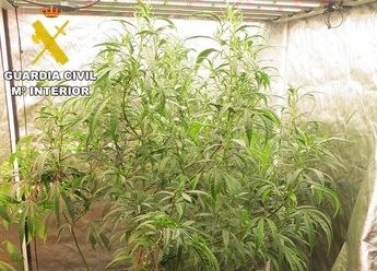 Detenido un varón de 41 años por cultivar y vender marihuana en La Gineta (Albacete)