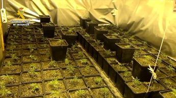 Guardia Civil interviene 1.579 plantas de marihuana en Bienservida y detiene a una persona e investiga a otra