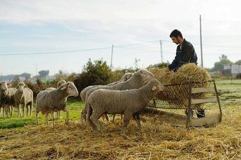 Productores de ganado ecológico de C-LM podrán dar alimento no ecológico a sus animales ante la 'catastrófica' sequía