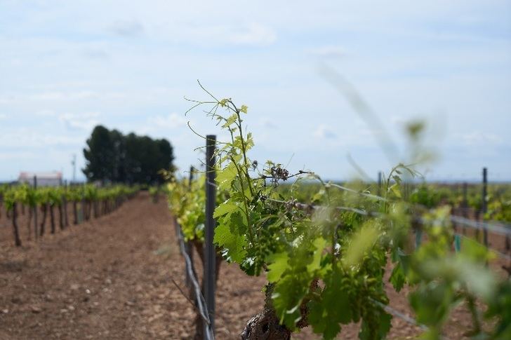 Más de 67.000 agricultores y ganaderos de C-LM recibirán este viernes 124 millones de los ecorregímenes de la PAC