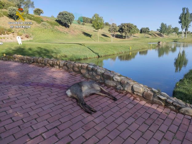 Sorprendido un cazador abatiendo un corzo en el campo de golf de Cabanillas, que después reclamó la pieza